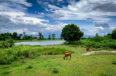 牲畜.河山附近的动物养殖场.乡村草地景观.泰国奶牛.照片