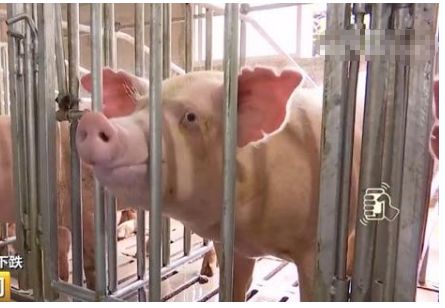 养一头猪亏400元,养猪厂厂长寝食难安,持续下跌或至2020年
